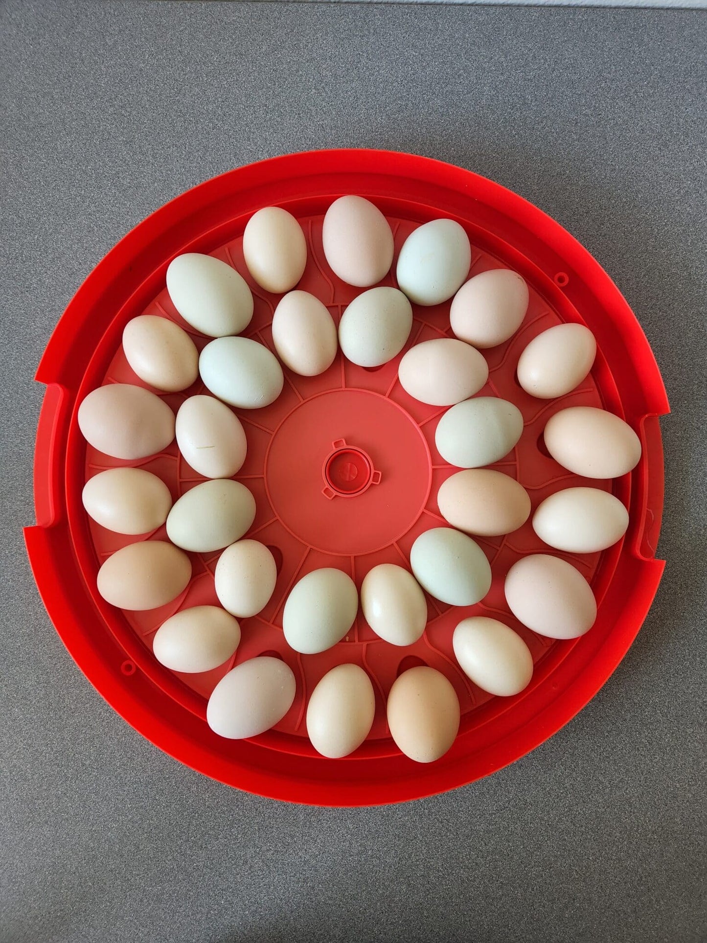 Rugged Ranch 30 Egg Incubator – Easy Hatch for Poultry