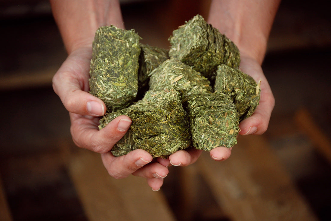 Alfalfa Cubes 50LB