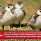 20% Flock Maker Pellet 50Lb