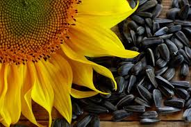 Sunflower Seed is designed to attract a variety of songbirds to your backyard, including cardinals, finches, nuthatches and woodpeckers. The seed is high in energy and has a thin shell, making it easy to consume for most birds. When you use Wagner's Wild Bird Food you receive the benefit of over 100 years experience in formulating products that Wild Birds love.