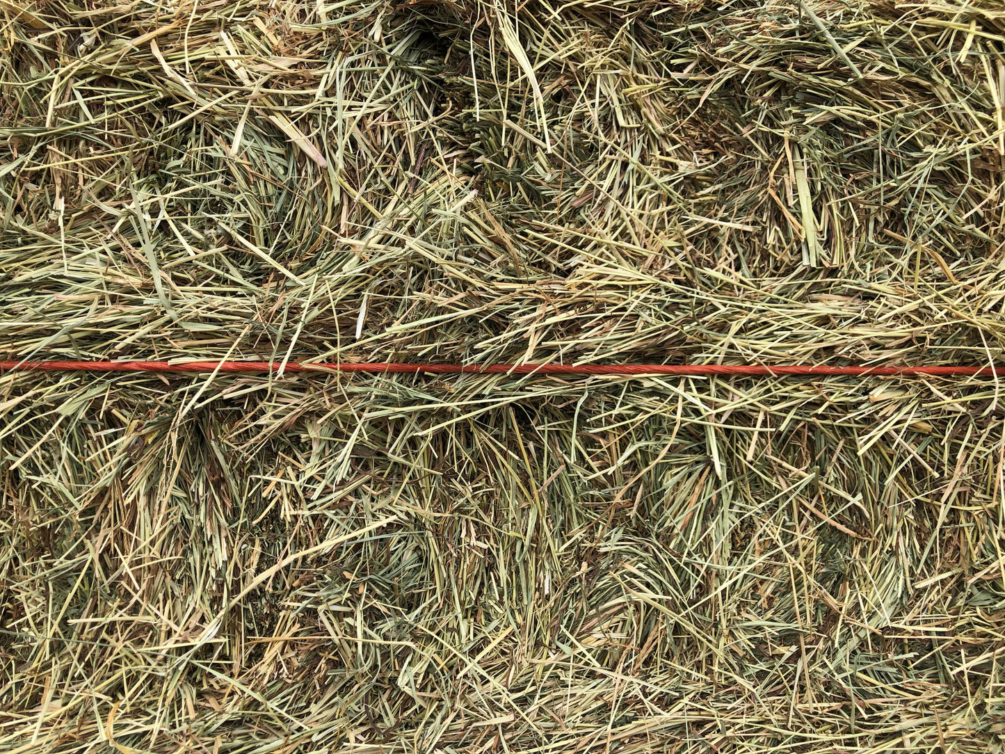 Bermuda Grass is a less expensive alternative to Orchard or Timothy hay for those horses that are fed grain or supplements.  With less protein than alfalfa, 8% - 10%, it is an excellent source of roughage for all types of livestock. 