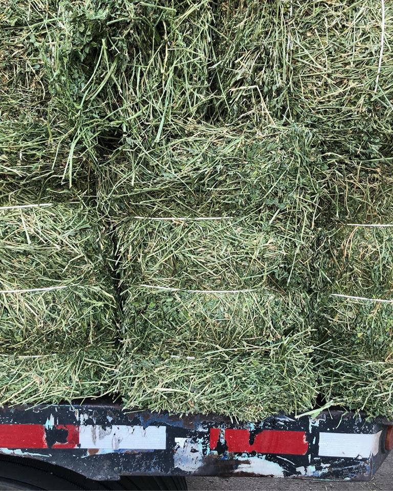 Our three strand Alfalfa is recommended for horses that have a balanced exercise program; it is an excellent source of energy.