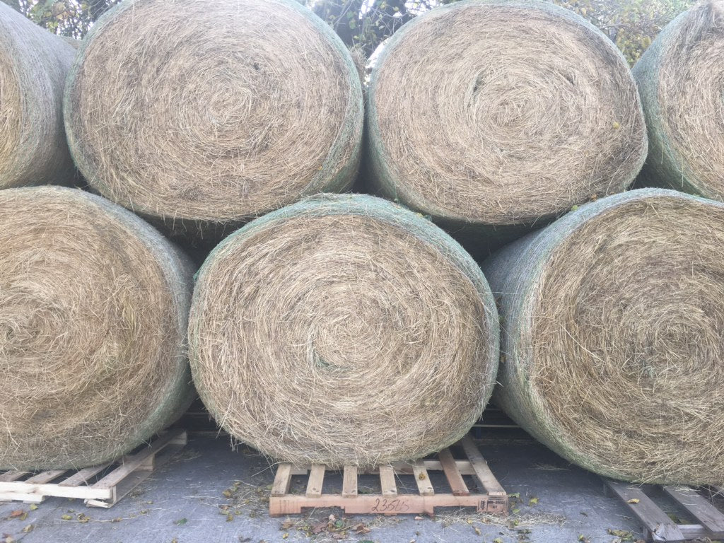 Our bermuda round bales weigh just under 1,000lbs. They are baled in the same pasture as our other high quality bermuda bales for horses.
